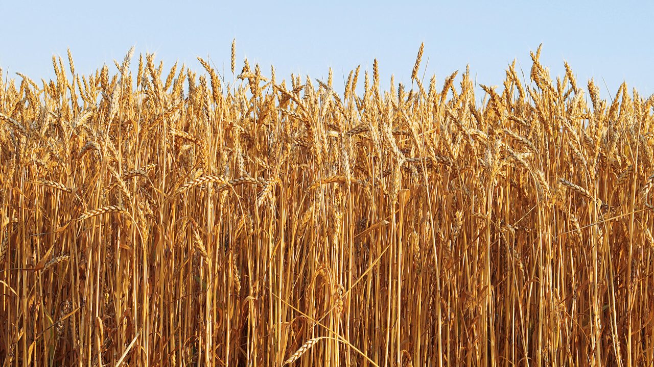 Ripe golden wheat isolated on sky